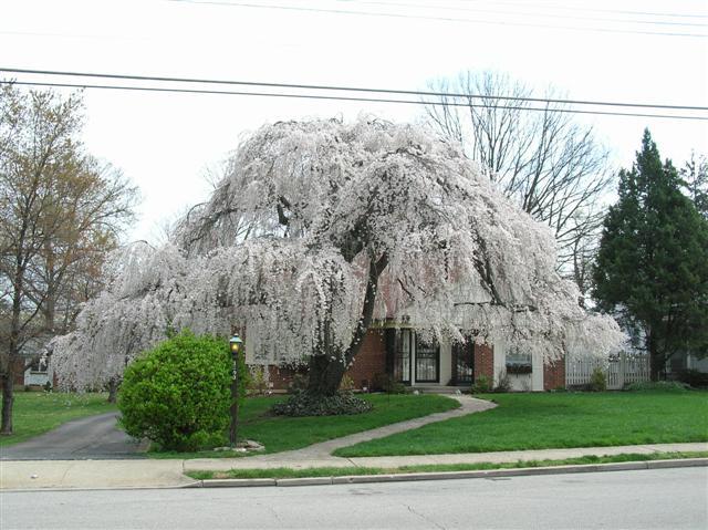 Weeping Cherry tree